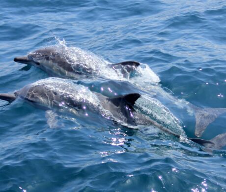 Wyprawa morska full day – na spotkanie z delfinami