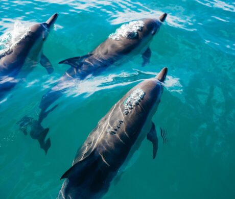 Wyprawa morska przy zachodzie słońca – na spotkanie z delfinami