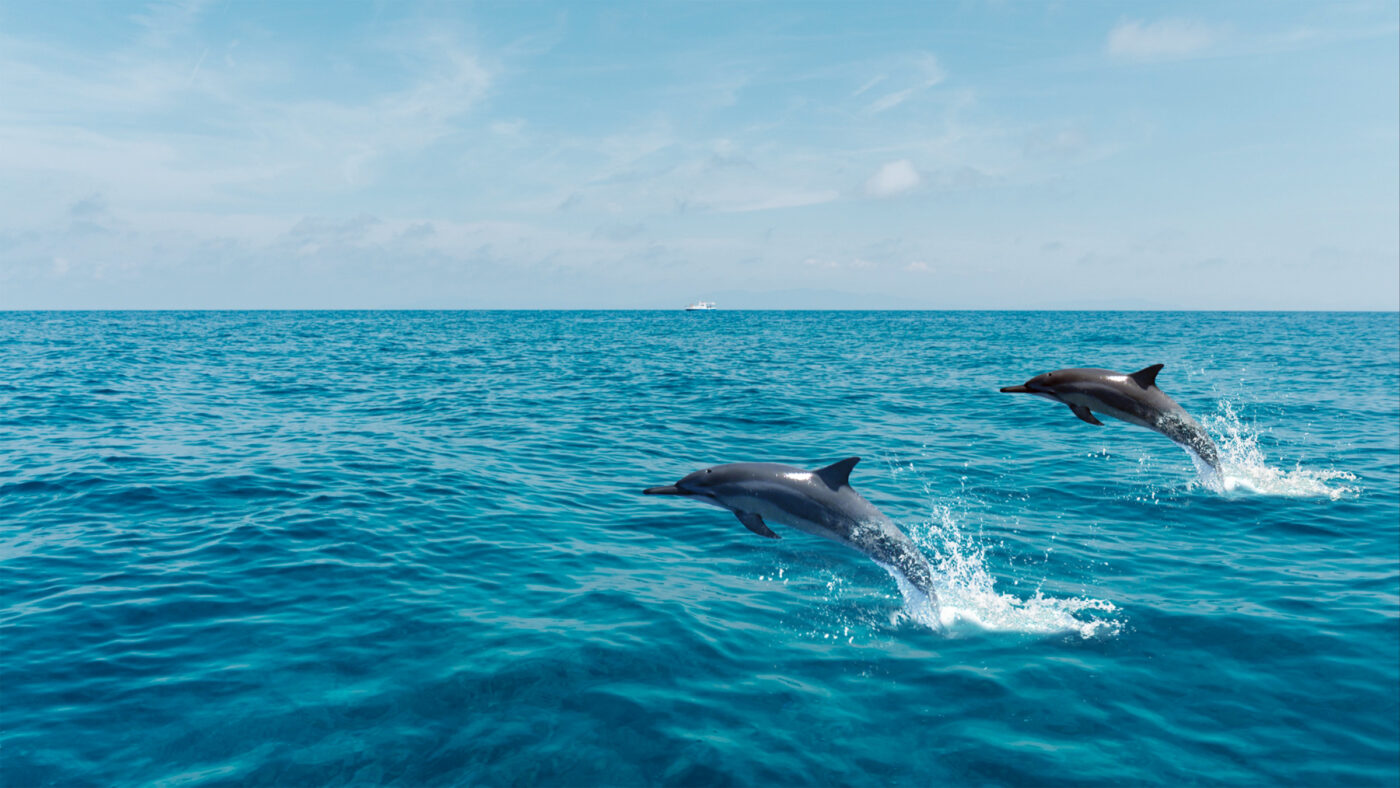 delfiny rejs na Sardynii 