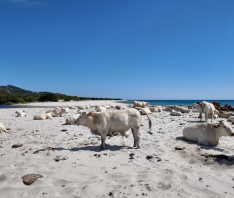 Unikalne miejsca na Sardynii – Top 5 